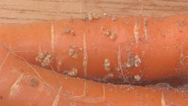 Zanahorias infectadas por nematodos de la raíz