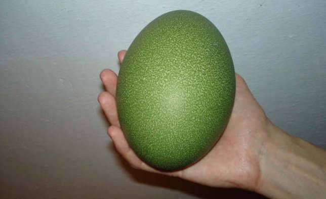 Huevo de casuario