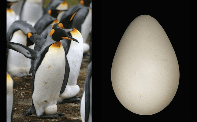Huevo de pingüino rey