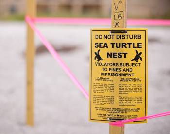 señal de un nido de tortuga marina en Florida