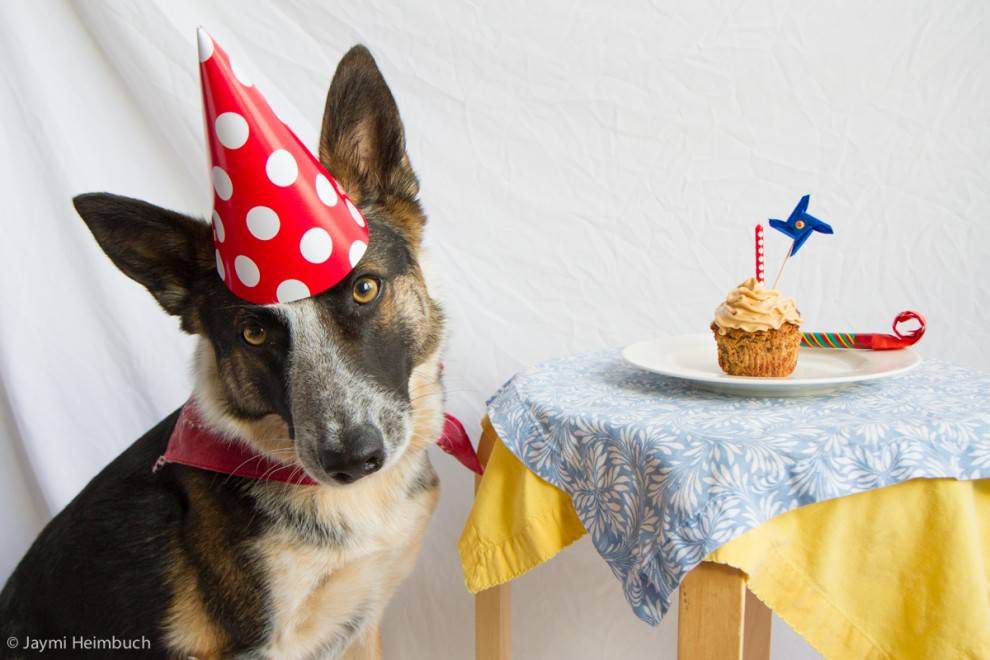 un perro con sombrero de cumpleaños y tarta