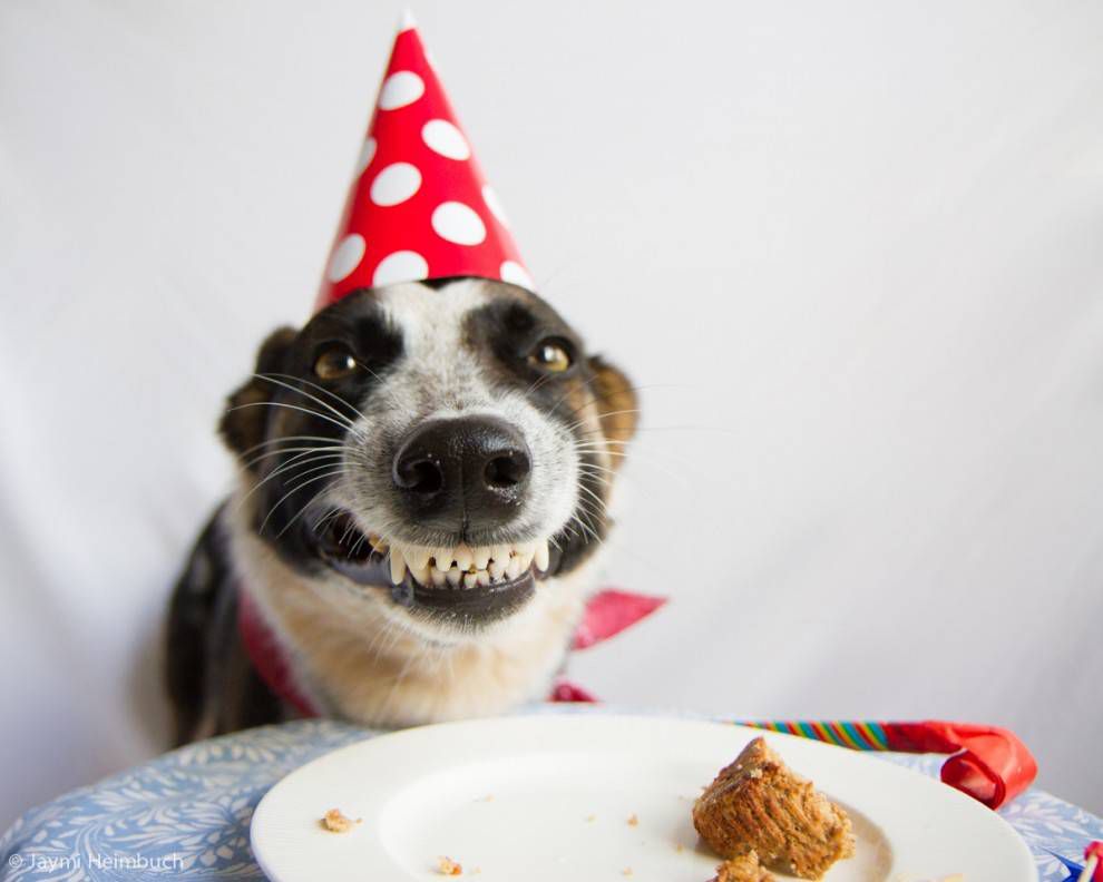 sonrisa de cumpleaños de un perro con una tarta
