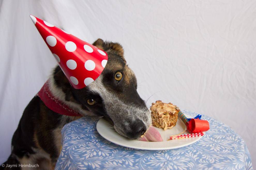 tarta de cumpleaños lamiendo perros