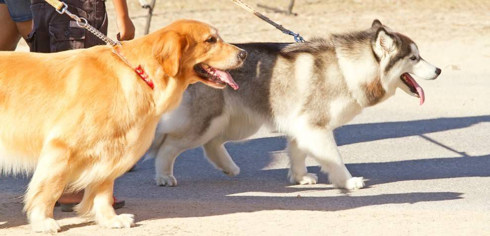 perros de paseo juntos