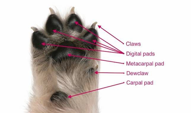 Partes de la pata del perro etiquetadas: garras, almohadillas digitales, almohadilla metacarpiana, espolón, almohadilla carpiana