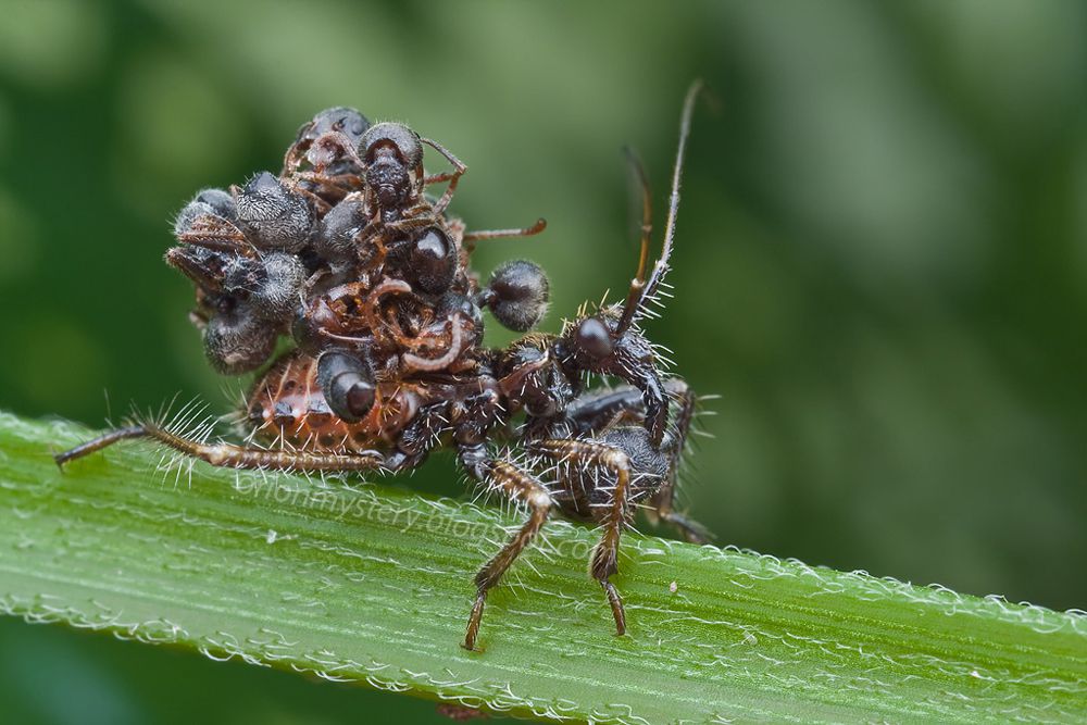 un insecto de color marrón con muchas protuberancias blancas en todo el cuerpo que tiene una bola de cadáveres de hormigas en la espalda