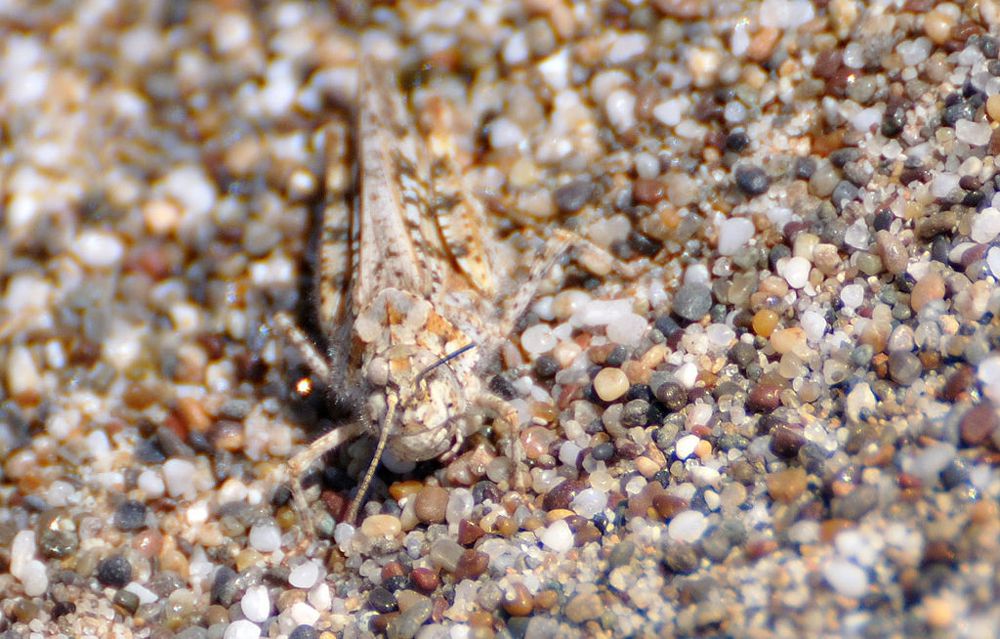 saltamontes de arena bien camuflado con el aspecto de la arena multicolor sobre la que se encuentra