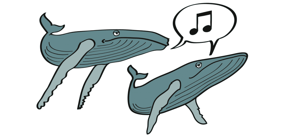 dibujo de ballenas jorobadas
