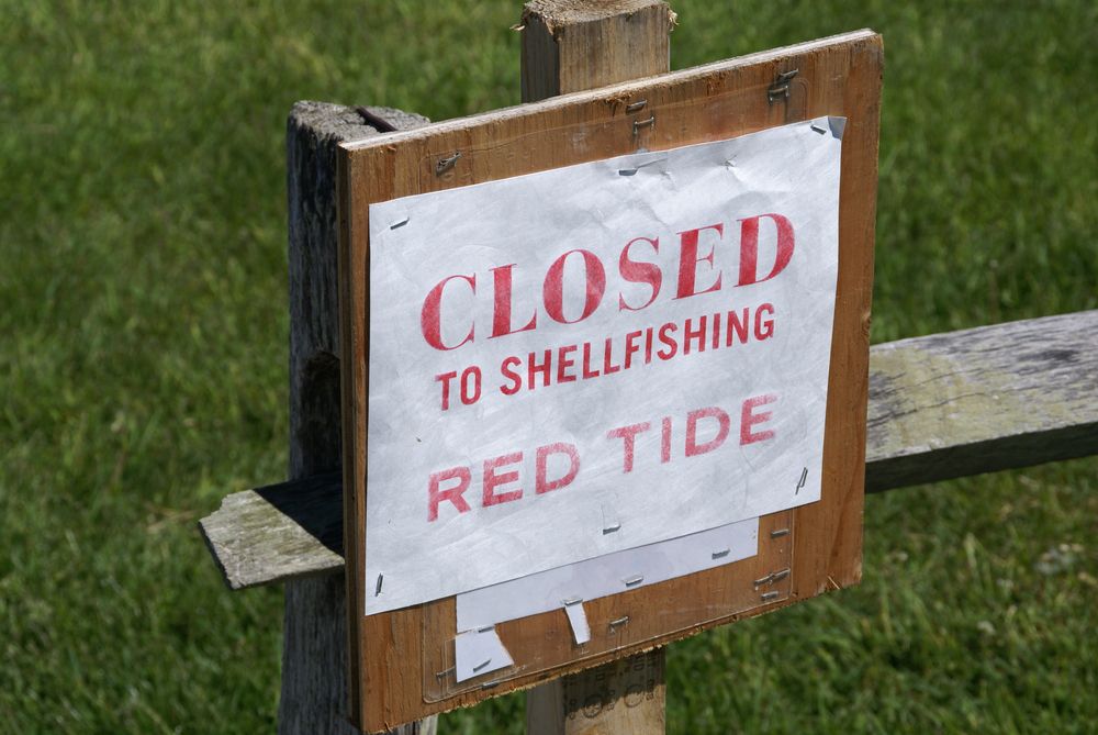 A veces, las mareas rojas son lo suficientemente malas como para cerrar la recogida de marisco