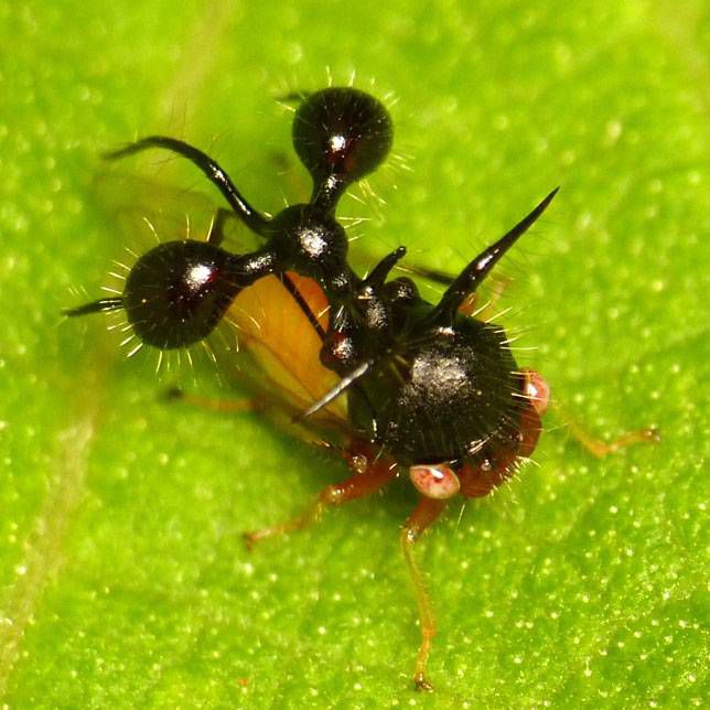 Saltamontes imitando a una hormiga