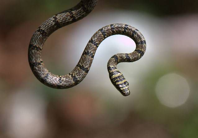 Serpiente voladora de Sri Lanka con bandas transversales oscuras y claras alternadas y cabeza plana