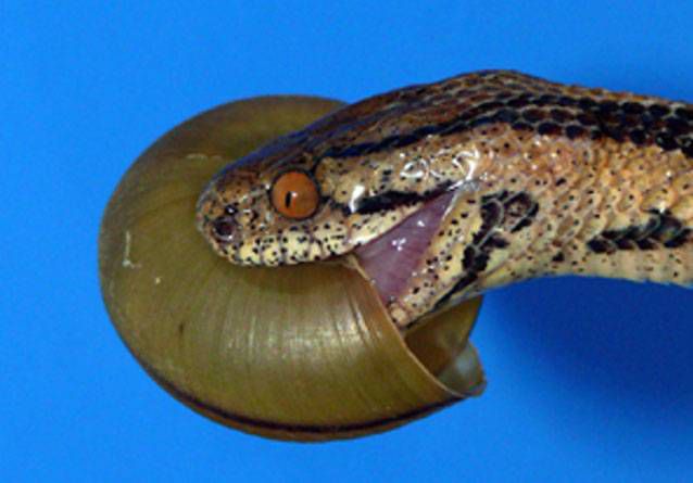 serpiente marrón con pecas negras y rayas oscuras comiendo un caracol