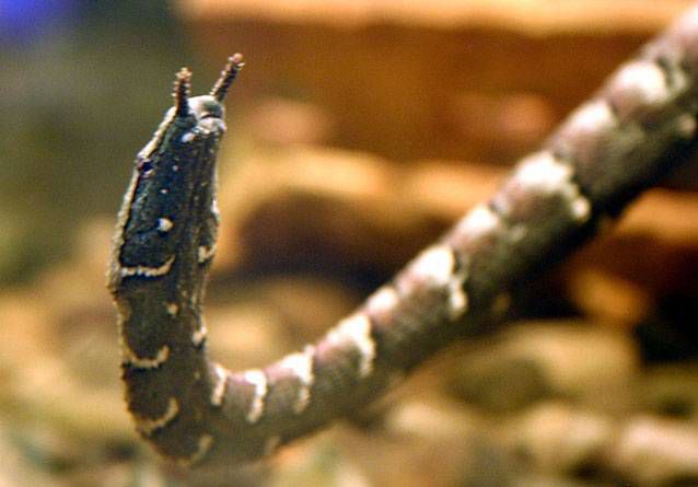 serpiente de color oscuro con dos antenas como tentáculos