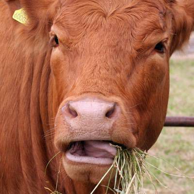 vaca comiendo hierba