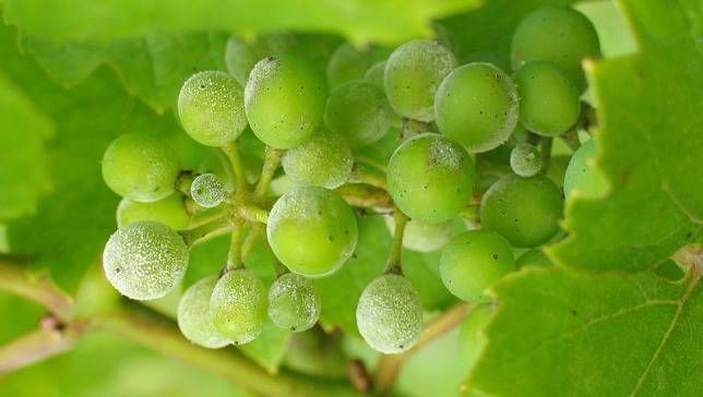 cultivo de uvas con oídio