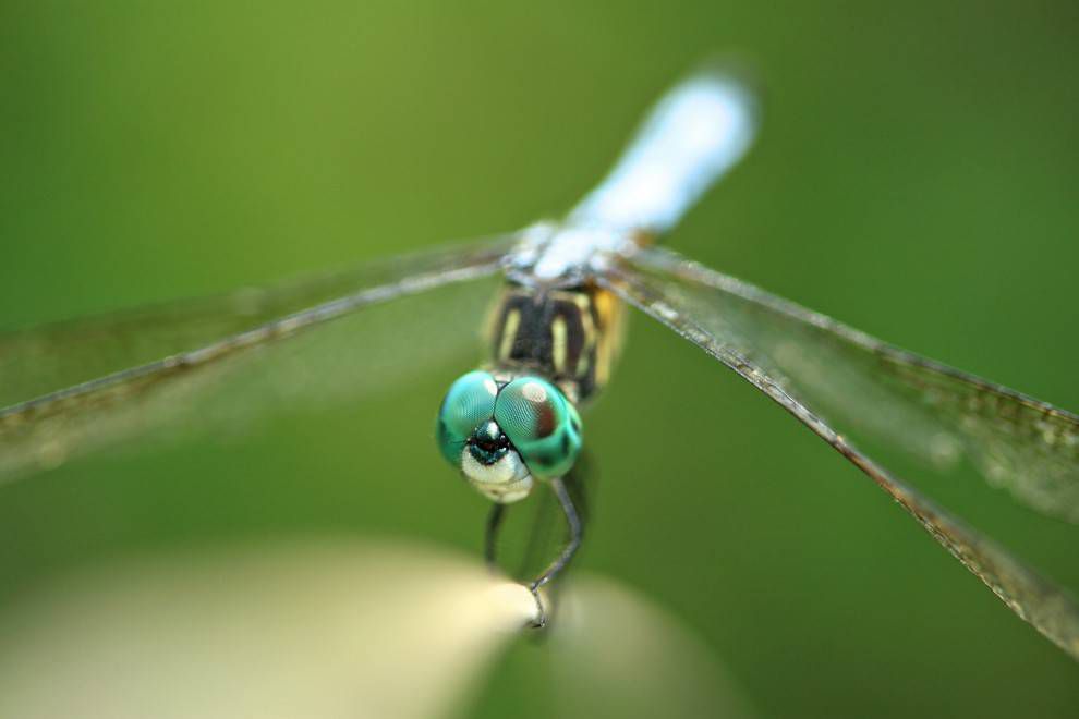 Foto macro que muestra los ojos azul-verdosos de una libélula