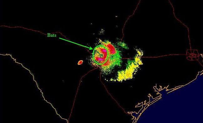 murciélago en el mapa del radar en Texas