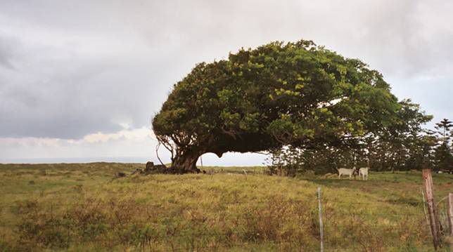 Árboles barridos por el viento en un día nublado en la Isla Grande de Hawai