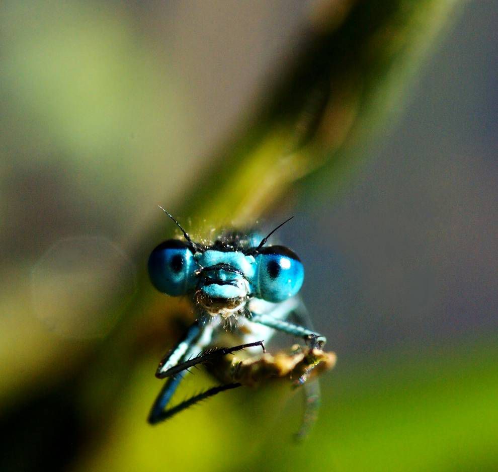 Esta libélula de ojos azules tiene una mirada feliz