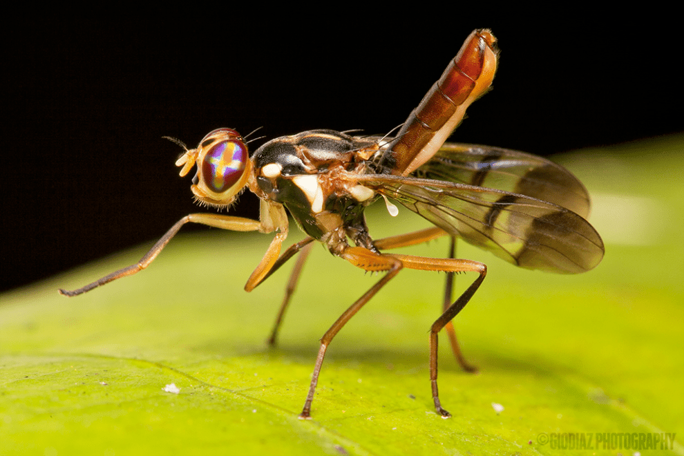 Un insecto que parece tener formas de cruz en sus ojos