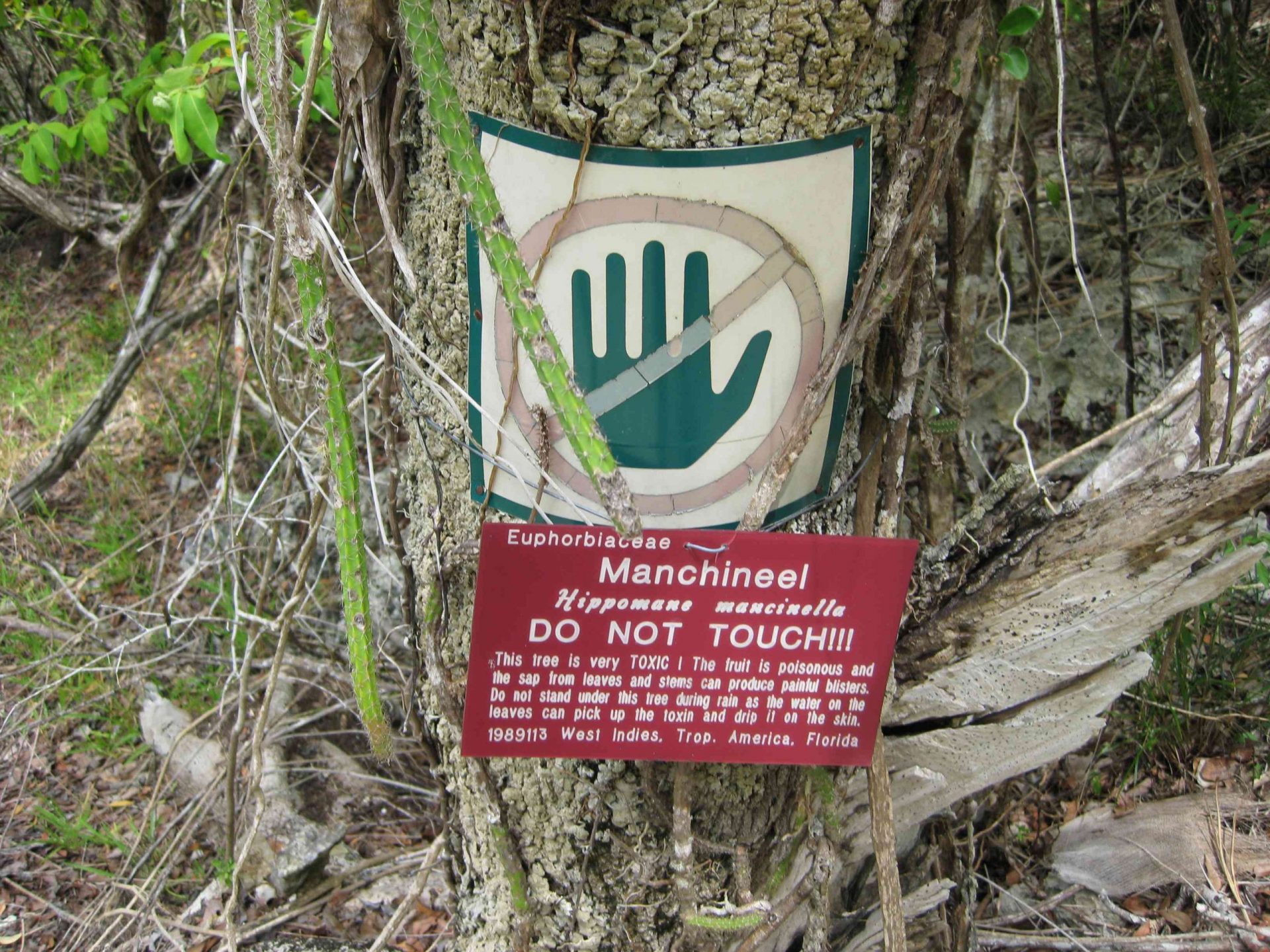 señal de advertencia del árbol manchineel