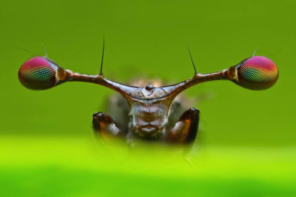 Foto macro de una mosca de ojos rasgados