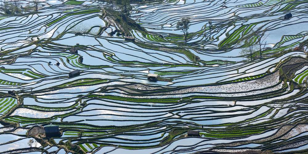 Campos de arroz en terrazas en Yuan Yang, sur de China