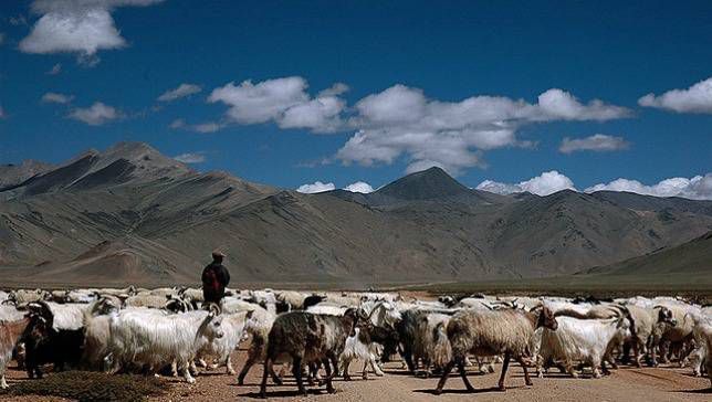 pastores en Ladakh