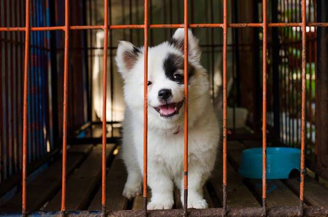 cachorro en la jaula