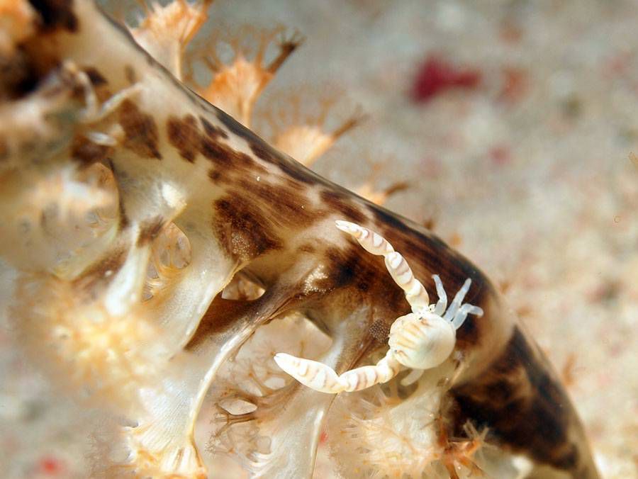 Un cangrejo de porcelana trepa por un corral marino