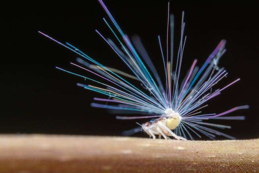 Ninfa de Ricaniidae con una colorida cola estilo fibra óptica