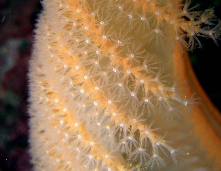 Pólipos de pluma de mar