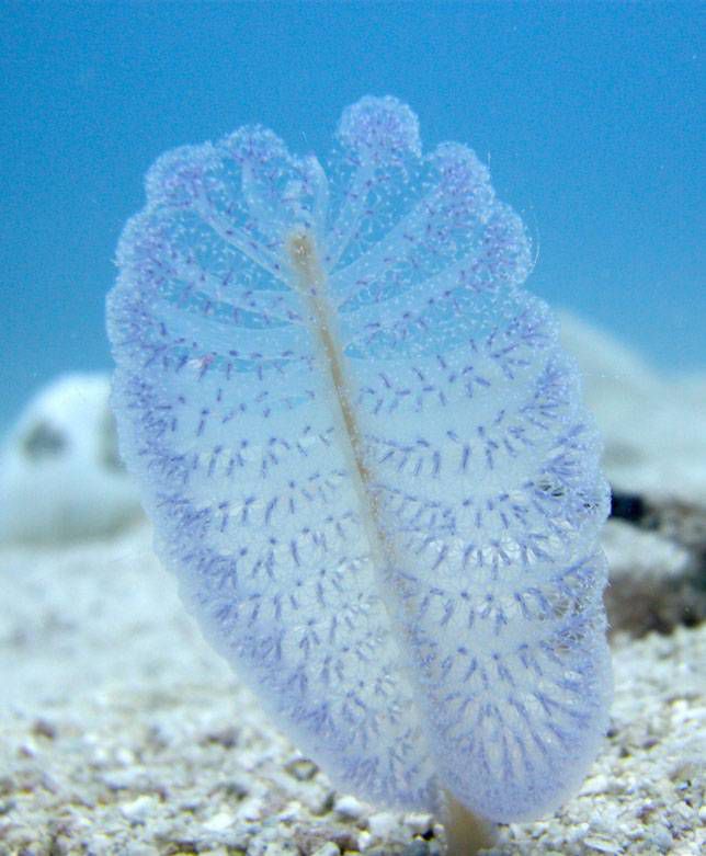 Pluma marina azul transparente