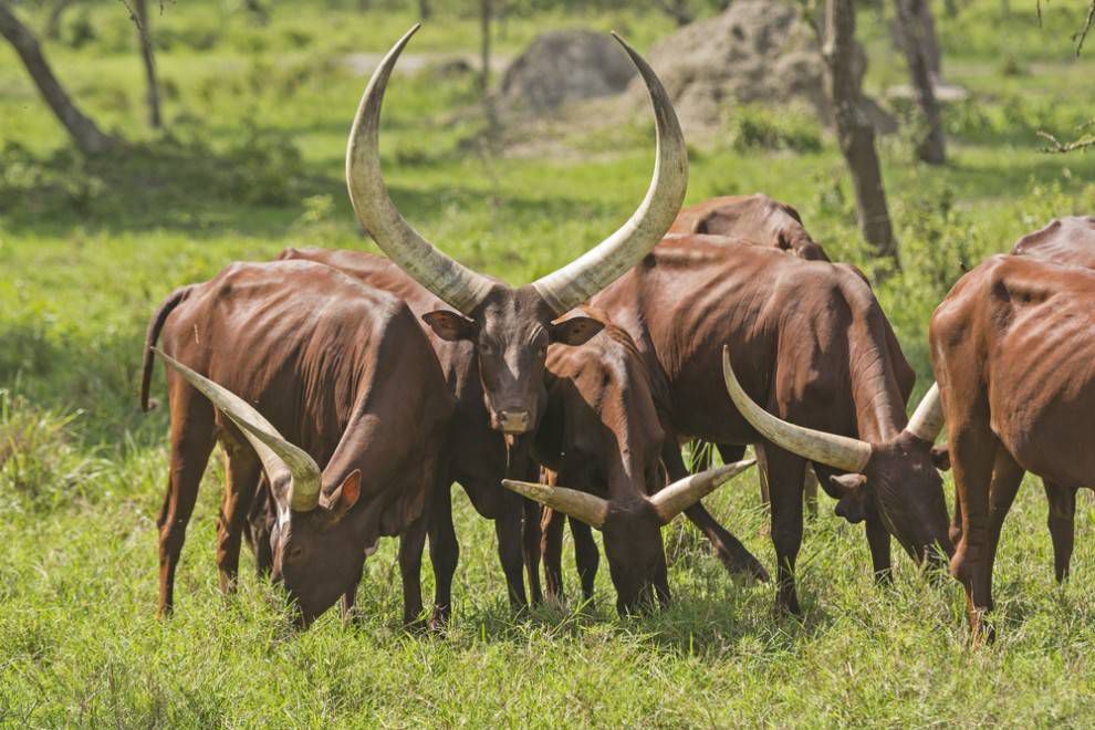 vacas marrones con grandes cuernos alanceados pastan en un campo de hierba