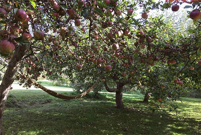 Una parte del huerto de manzanas del autor en Ithaca, Nueva York