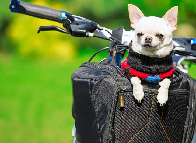 perro en la cesta de la bici