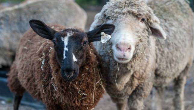 dos ovejas llamadas Wembley y Margaret de la granja Juniper Moon