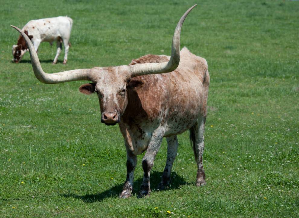 vaca texas longhorn con manchas marrones y blancas en la hierba