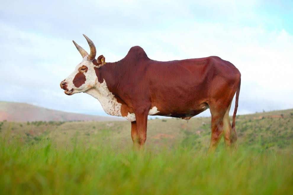 perfil de vaca cebú grumosa y con baches