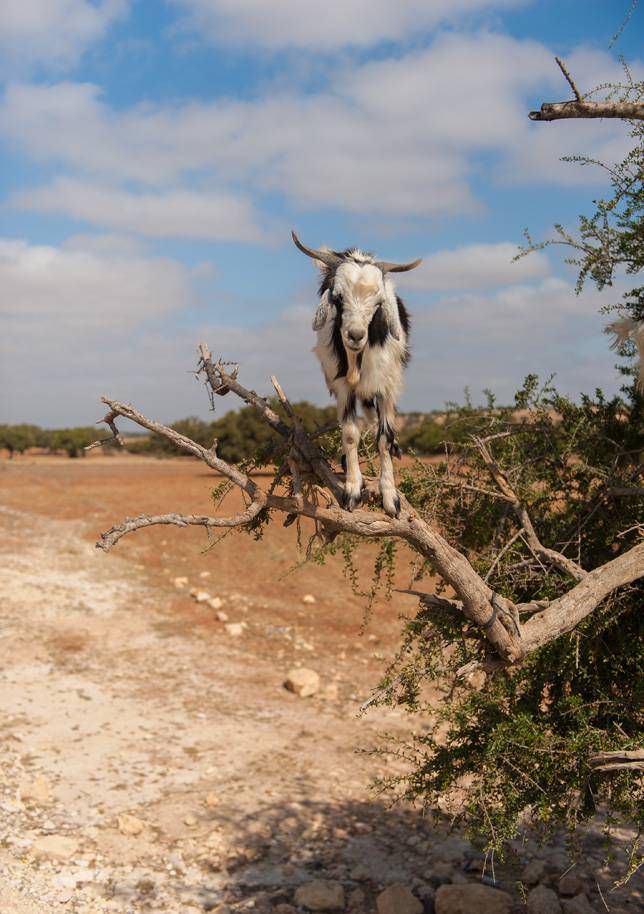 Una cabra en equilibrio sobre la rama de un árbol