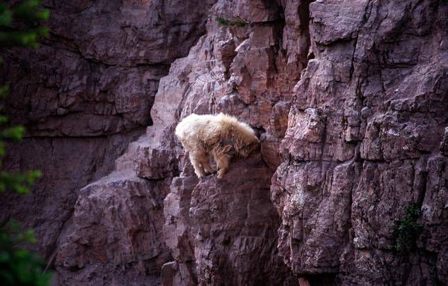 Una cabra en equilibrio sobre una roca precaria