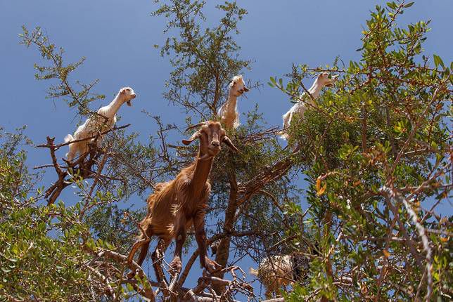 Las cabras trepan por un árbol en Marruecos