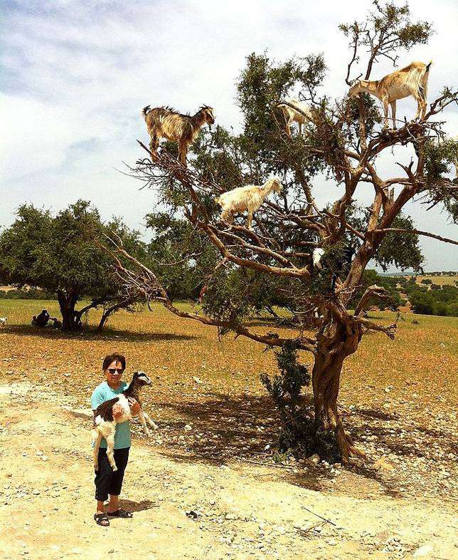 Cabras en un árbol de Marruecos