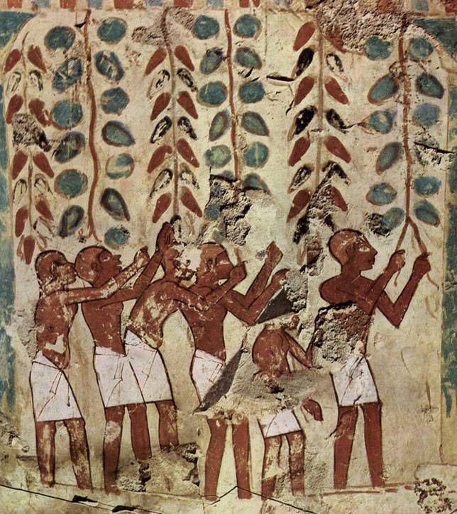 Una pintura de antiguos egipcios recogiendo uvas