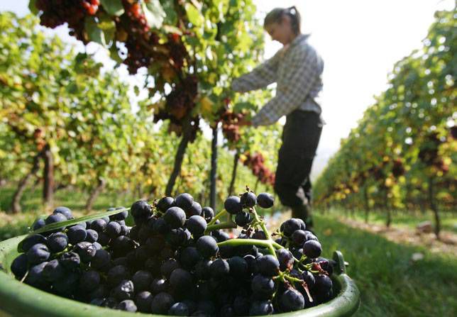 Un trabajador del campo cosecha uvas en un viñedo de Bingen en el Rin, Alemania