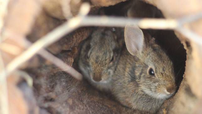 Los conejos de cola de algodón de Nueva Inglaterra se acurrucan en una madriguera