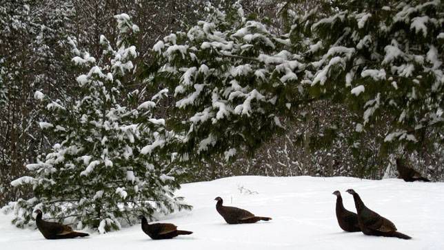 Los pavos salvajes se paran en la nieve en Vermont