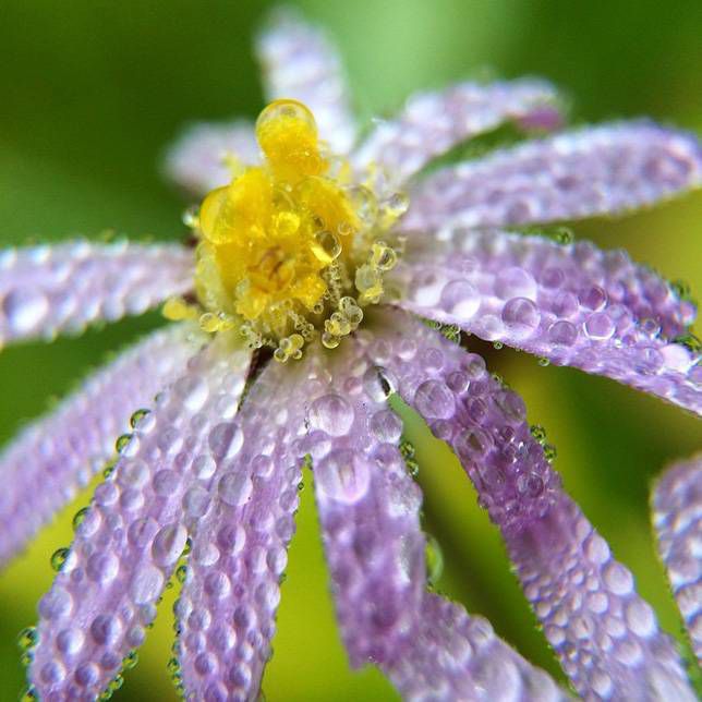 La macrofotografía muestra gotas de agua en las flores