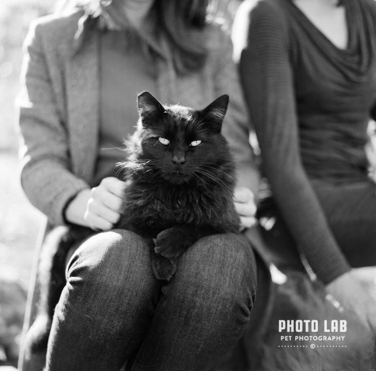 Un gato negro sentado en el regazo de una persona