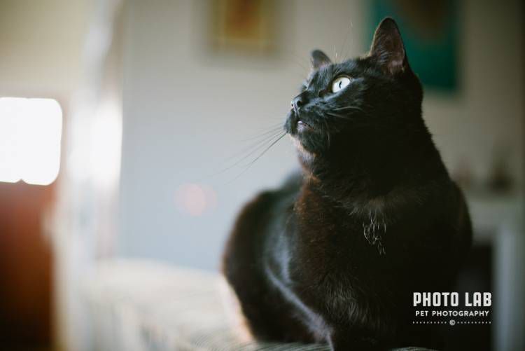 Un gato negro fotografiado descansando